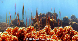 whats up?  sealife DC1000.. by Richard Campbell 